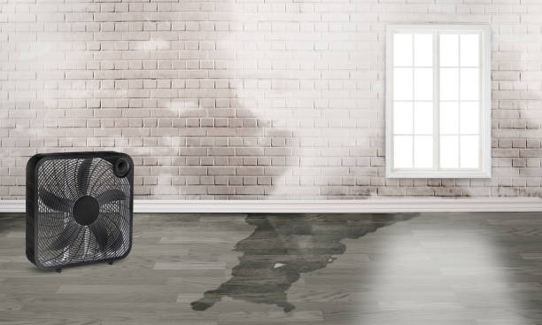 Best Local water damage restoration  in Sisseton, SD